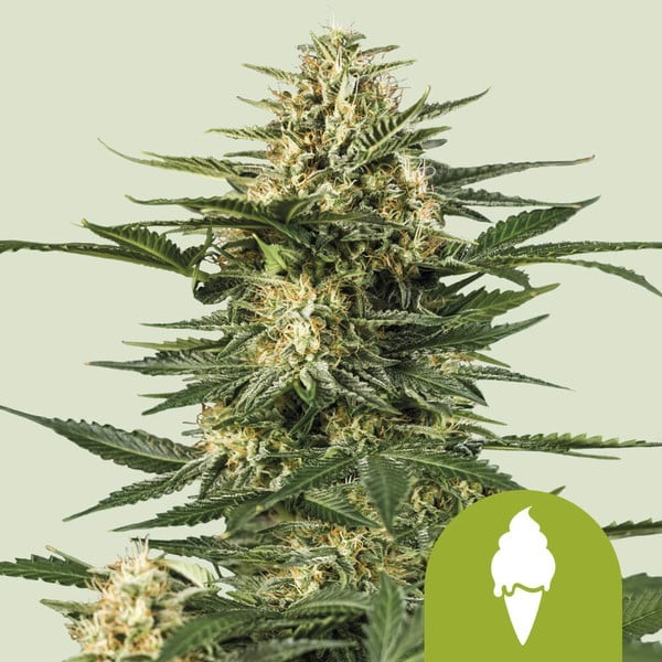 Green Gelato Auto 2 Nasiona Royal Queen Seeds "Green Gelato" 3 szt. - obrazek 2