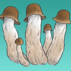 Growkit Penis Envy Full Auto