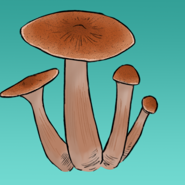 Growkit Jedi Mind F**k Full Auto