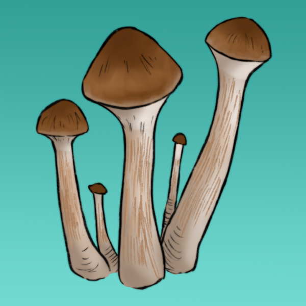 Growkit Malabar (Mini) Full Auto