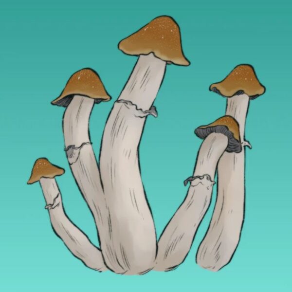 Growkit Tidal Wave 4 Full Auto