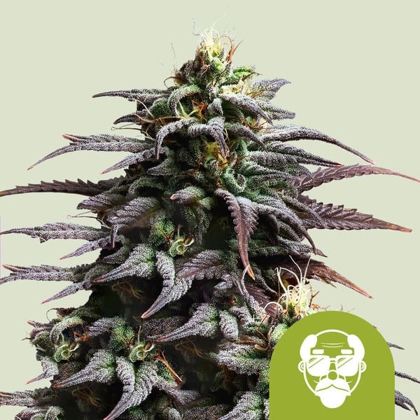 Grandaddy Purple 2 Nasiona Royal Queen Seeds ”Grandaddy Purple″ - obrazek 2